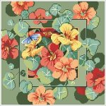 (image for) Nasturtiums